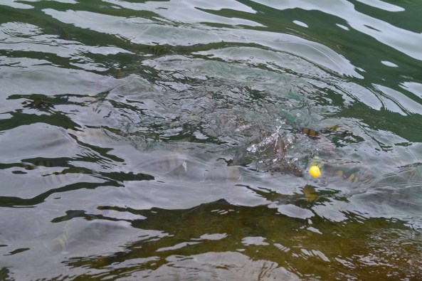 Piscina Natural Caixa D'aço (4)