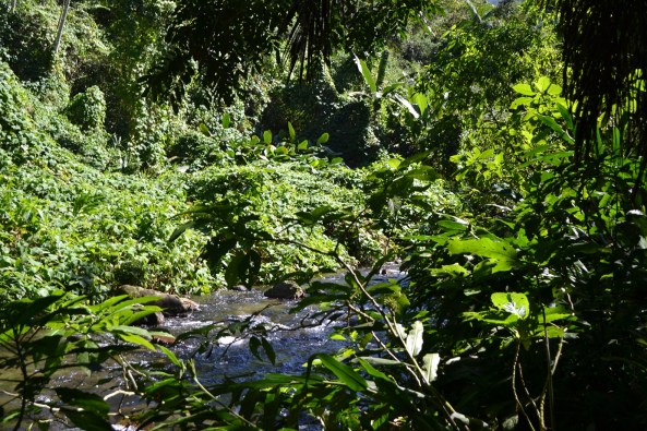 4 - Trilha Rio Betary (7)