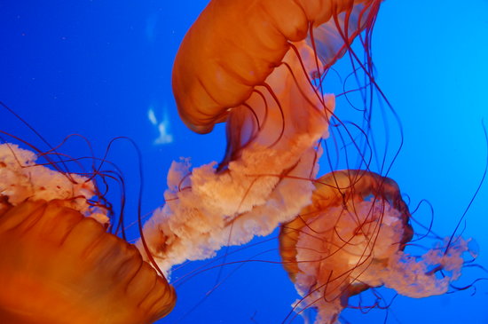 10 - Vancouver Aquarium