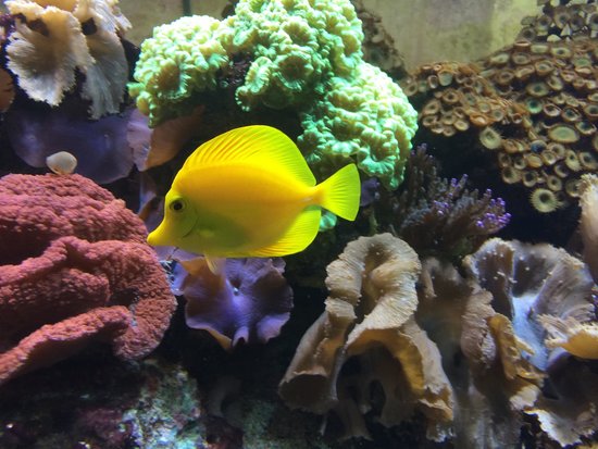 17 - peixinho-amarelo