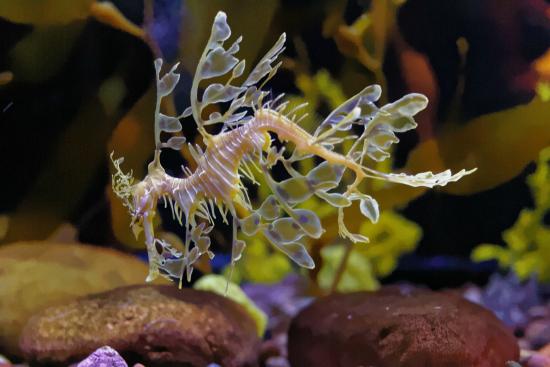 20 - Dallas World Aquarium