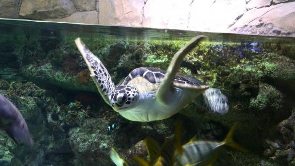 22 - Voronezh Oceanarium