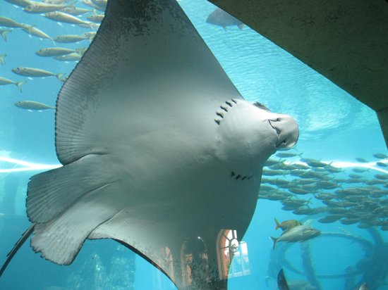 25 - the-atlantis-aquarium