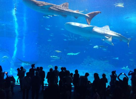 9 - Okinawa Churaumi Aquarium